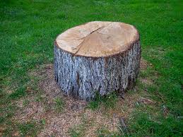 Best Tree Mulching  in Cabin John, MD