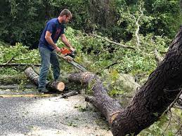 Best Emergency Tree Removal  in Cabin John, MD