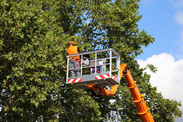 Best Fruit Tree Pruning  in Cabin John, MD