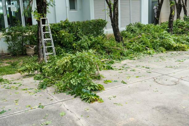  Cabin John, MD Tree Removal Pros