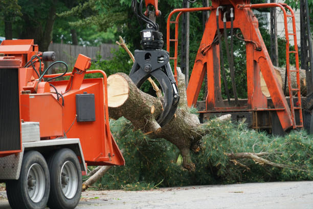 Best Tree Removal  in Cabin John, MD